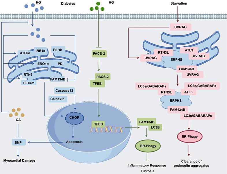 Int J Biol Sci Image