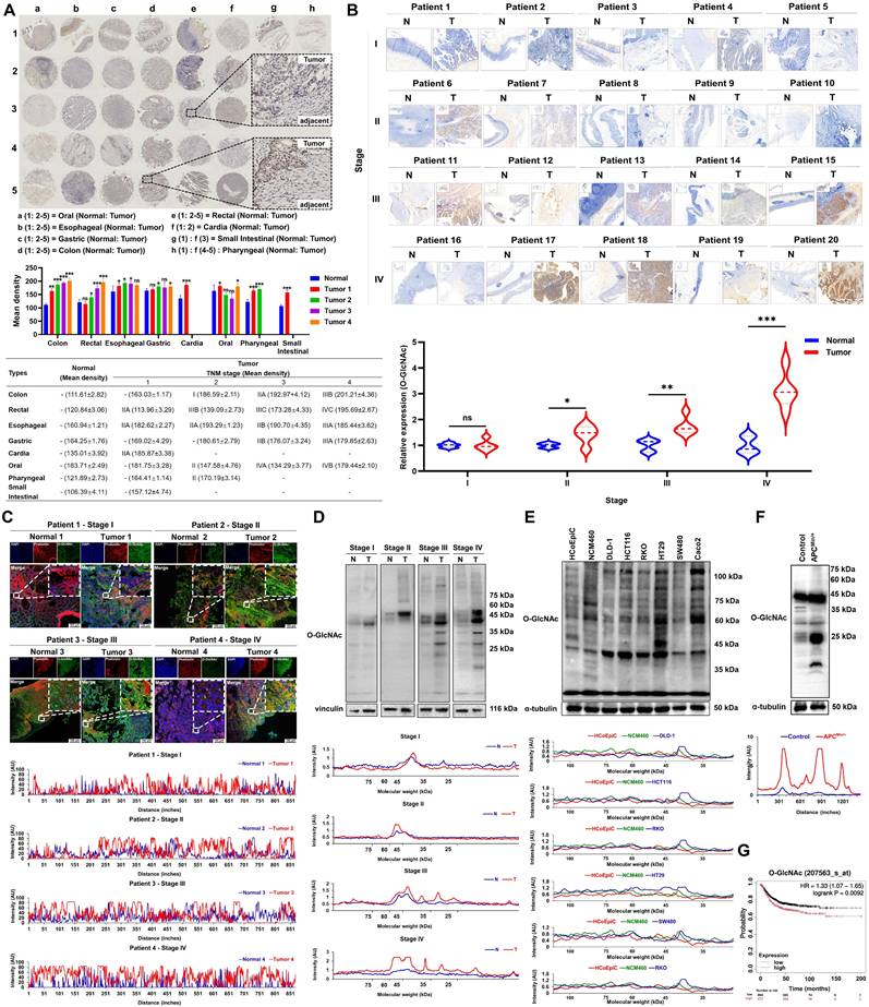 Int J Biol Sci Image