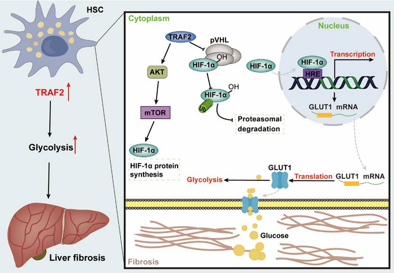 Int J Biol Sci Image