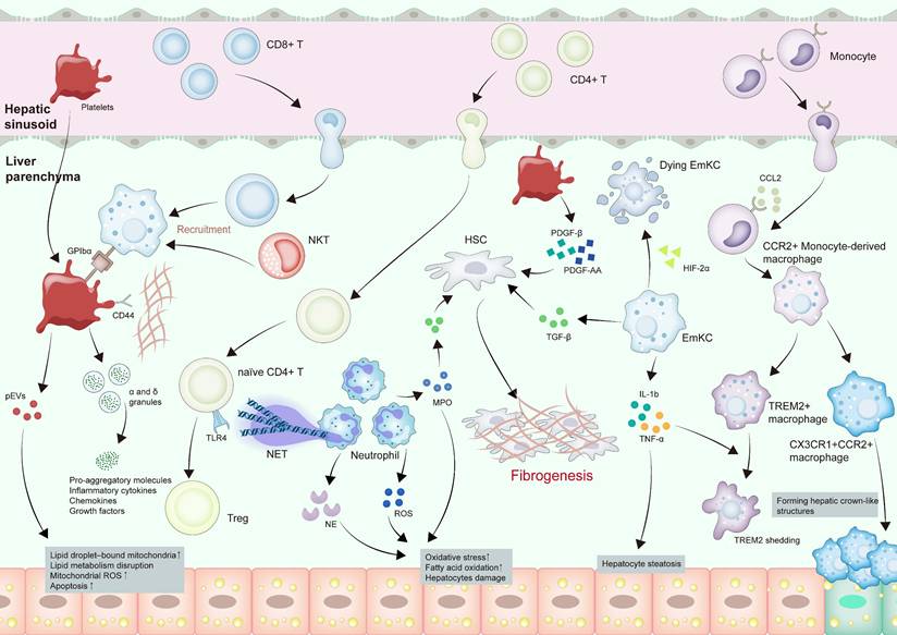 Int J Biol Sci Image