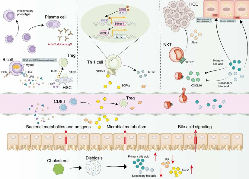 Int J Biol Sci Image