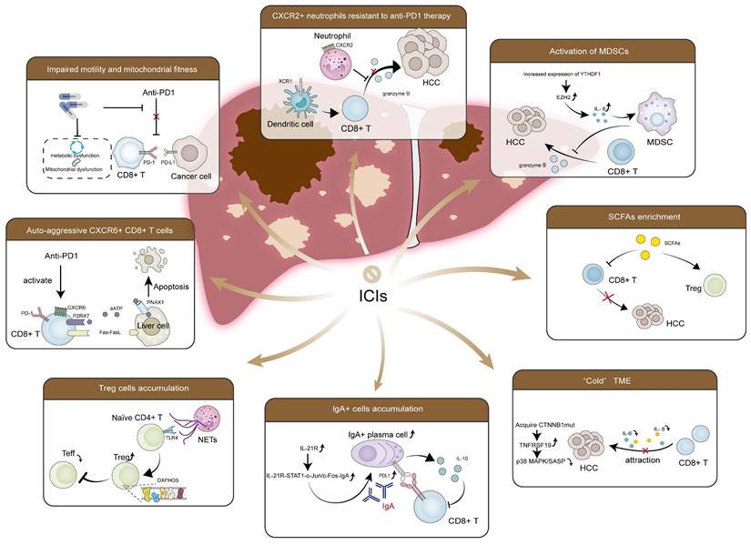 Int J Biol Sci Image