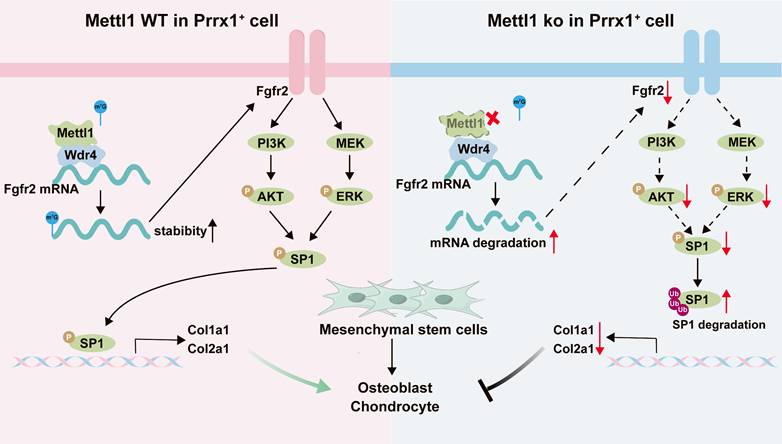 Int J Biol Sci Image