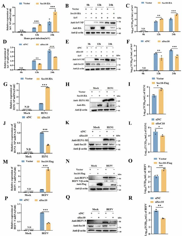 Int J Biol Sci Image