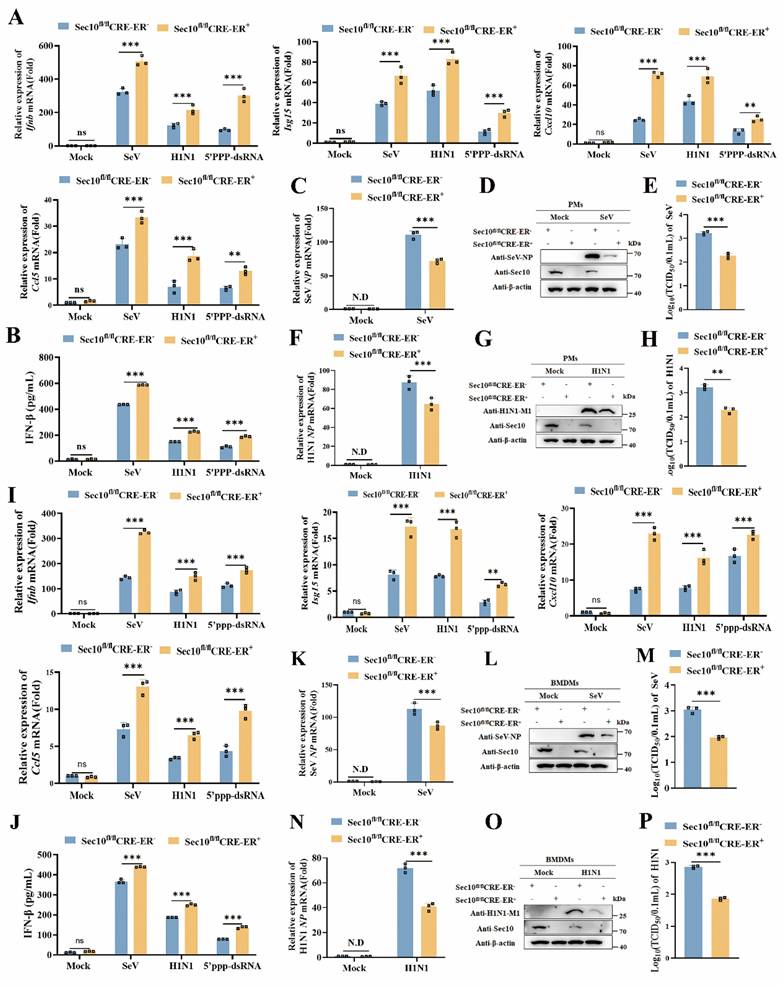 Int J Biol Sci Image
