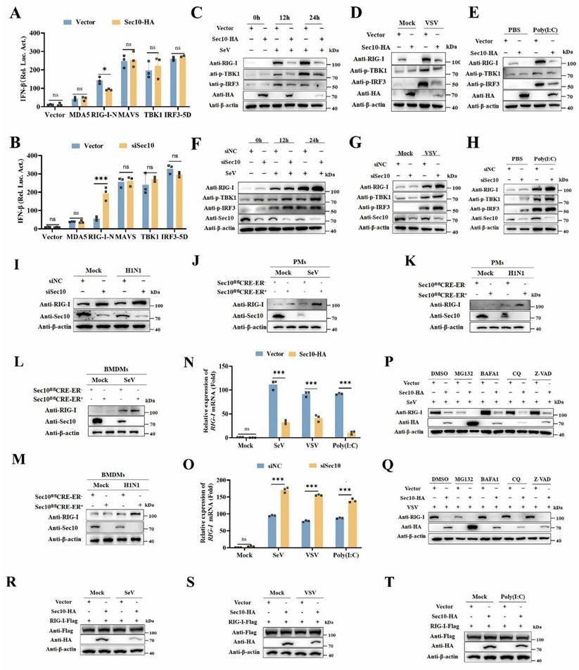 Int J Biol Sci Image