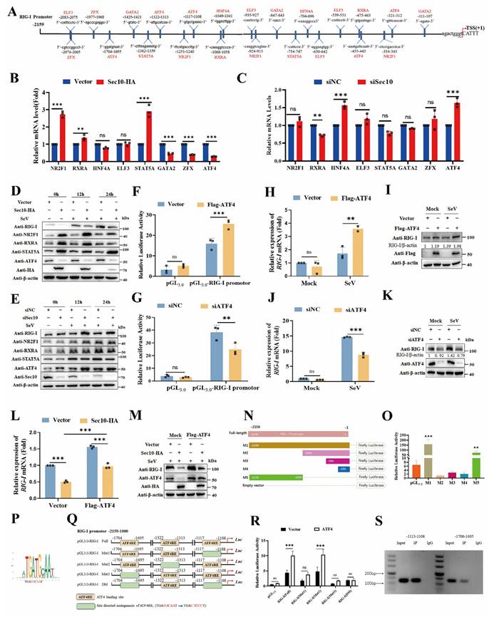 Int J Biol Sci Image
