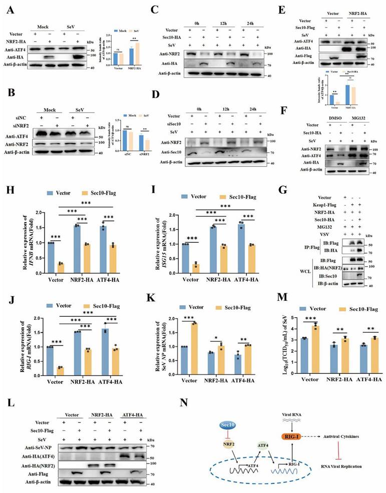 Int J Biol Sci Image
