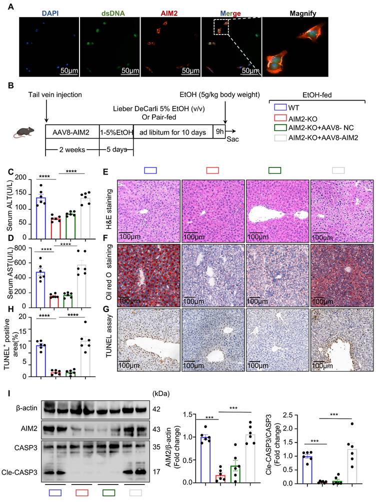 Int J Biol Sci Image