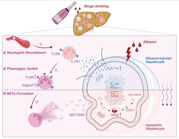 Int J Biol Sci Image