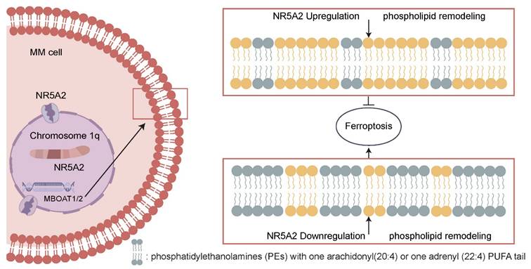 Int J Biol Sci Image