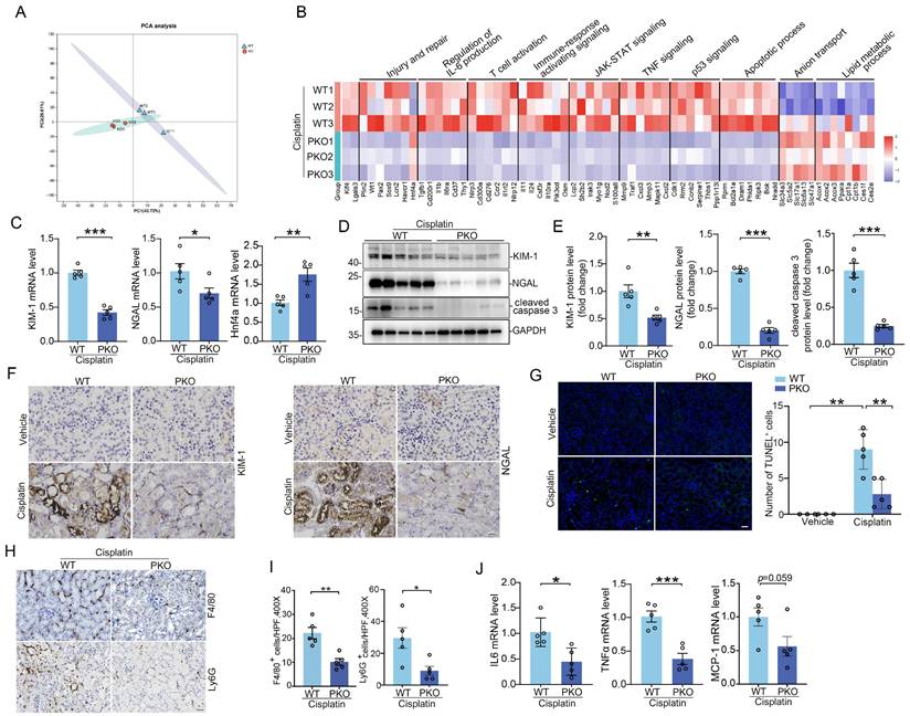 Int J Biol Sci Image