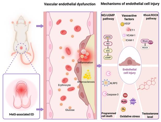 Int J Biol Sci Image
