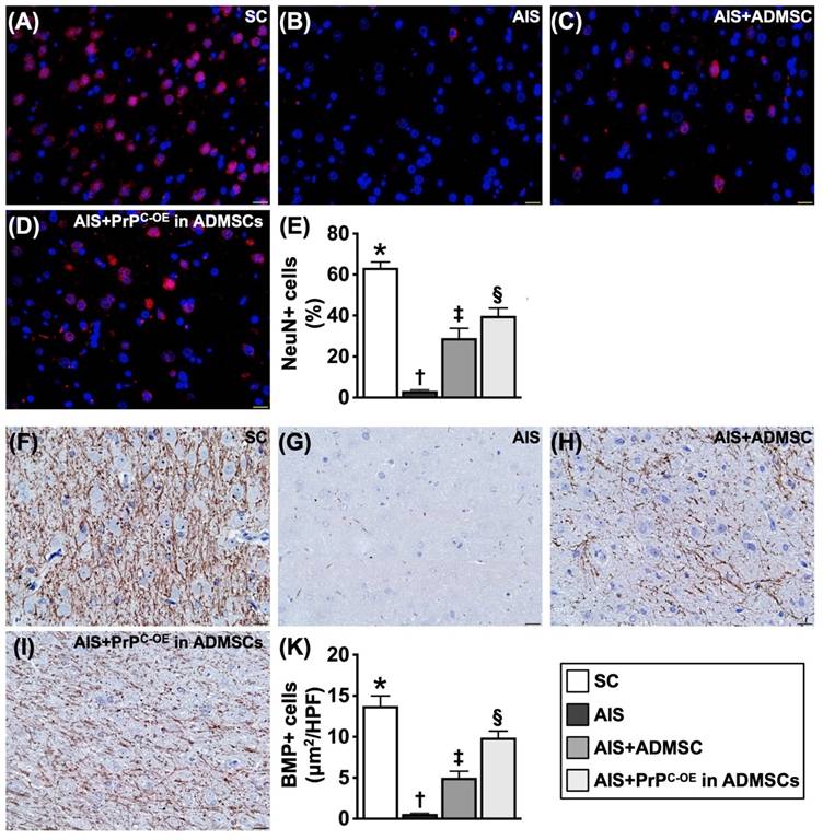 Int J Biol Sci Image