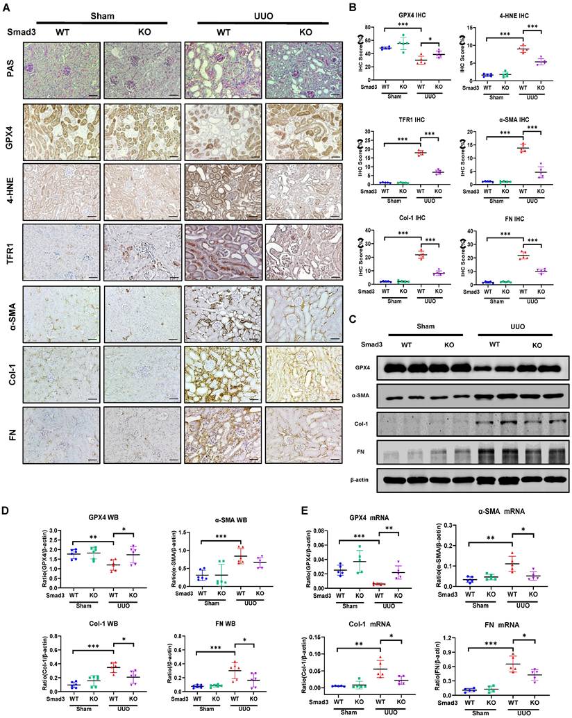 Int J Biol Sci Image