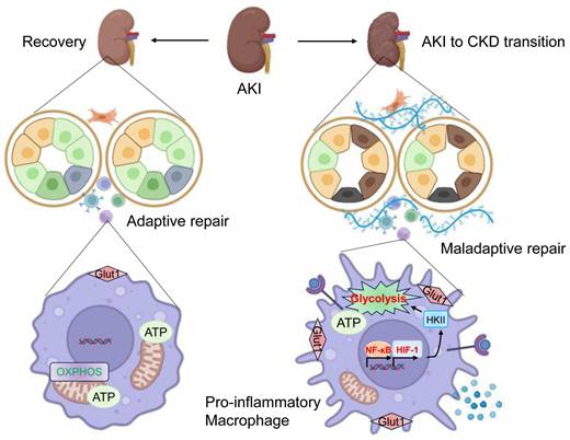 Int J Biol Sci Image