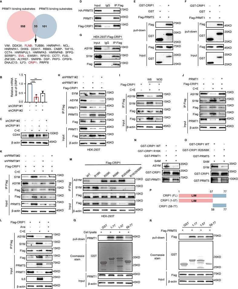 Int J Biol Sci Image