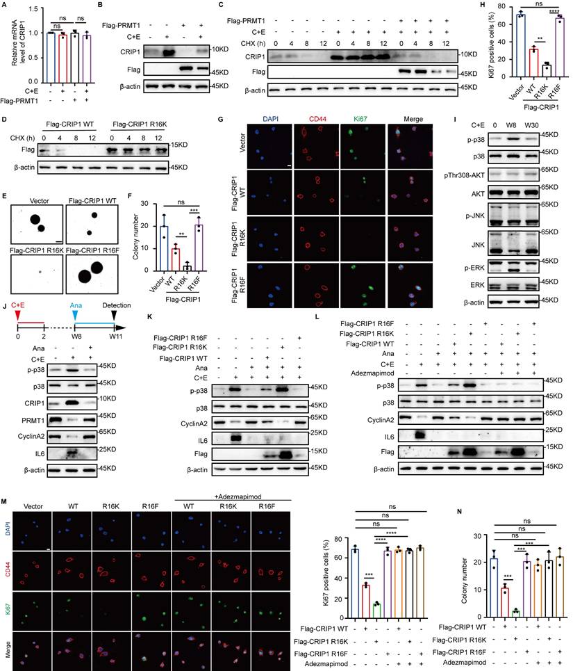 Int J Biol Sci Image