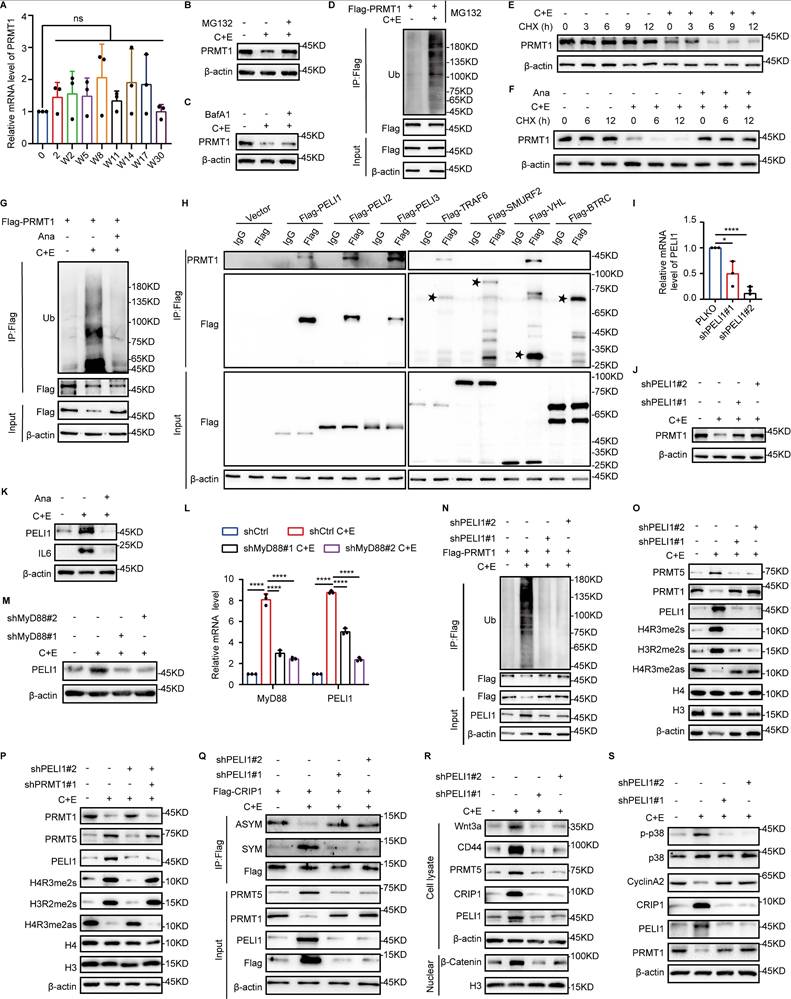 Int J Biol Sci Image