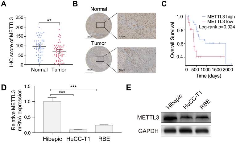 Int J Biol Sci Image