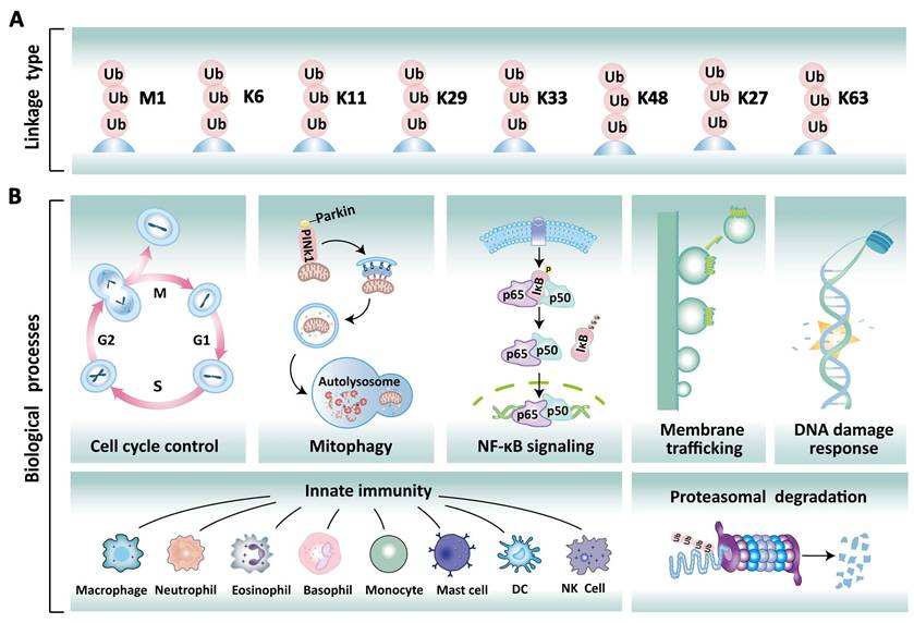 Int J Biol Sci Image