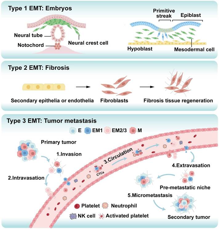 Int J Biol Sci Image