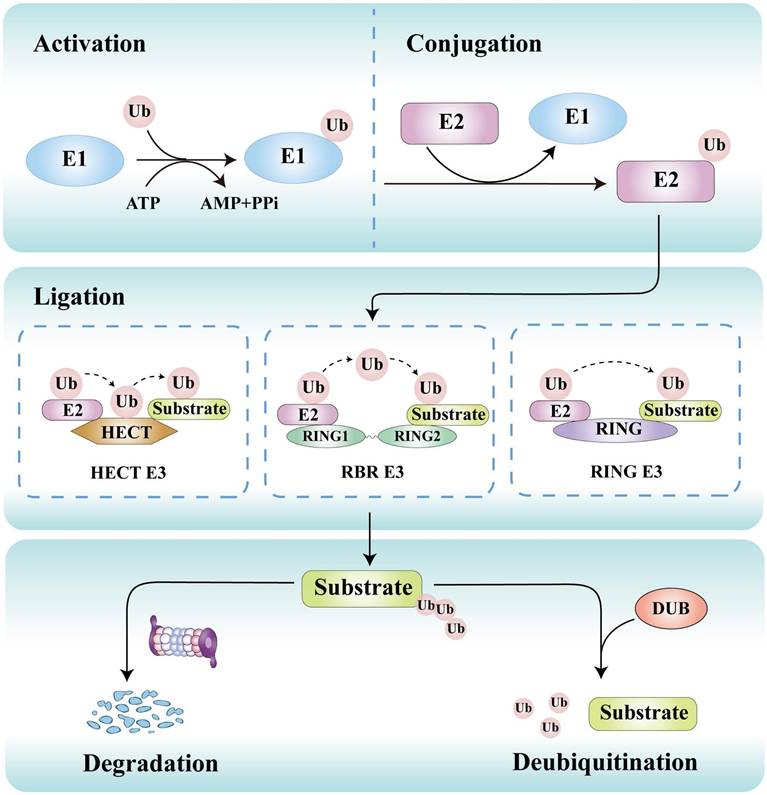 Int J Biol Sci Image
