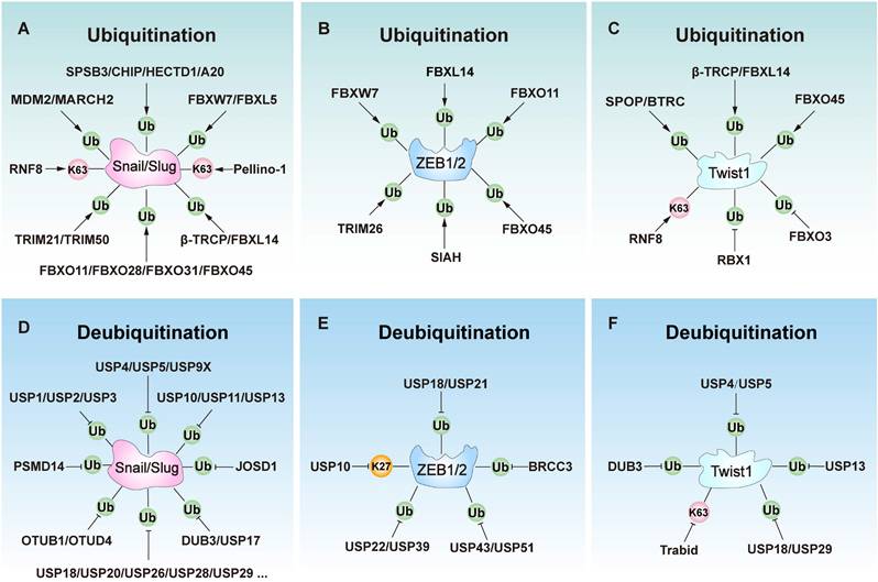 Int J Biol Sci Image
