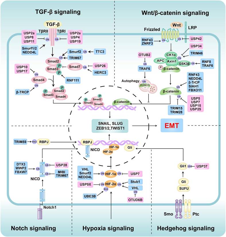 Int J Biol Sci Image