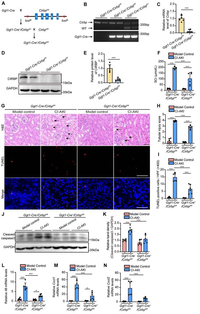 Int J Biol Sci Image