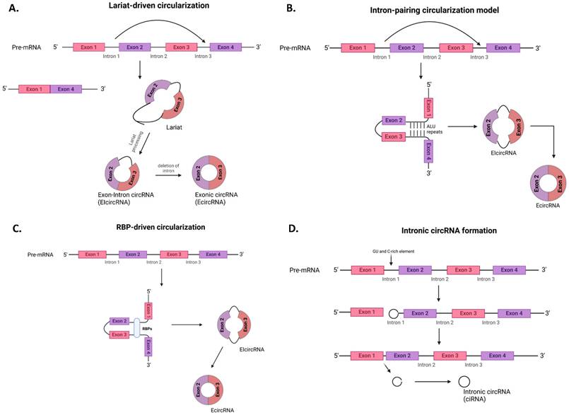 Int J Biol Sci Image
