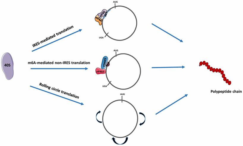 Int J Biol Sci Image