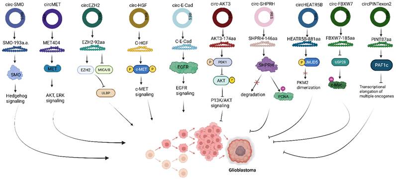 Int J Biol Sci Image