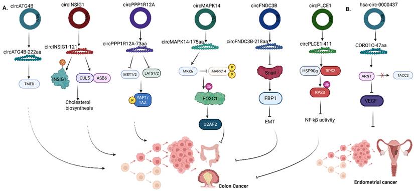 Int J Biol Sci Image