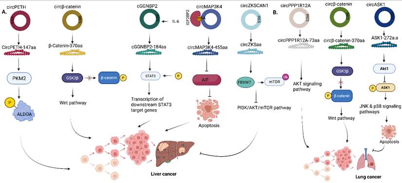 Int J Biol Sci Image