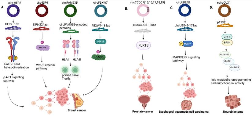 Int J Biol Sci Image