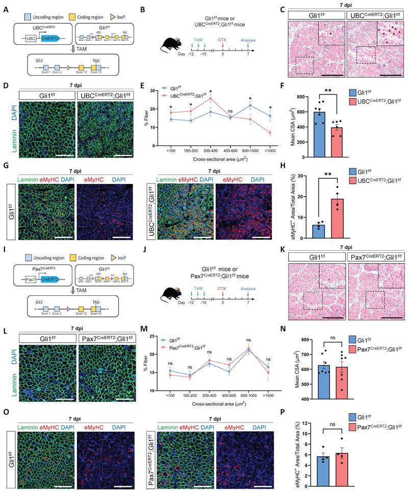 Int J Biol Sci Image
