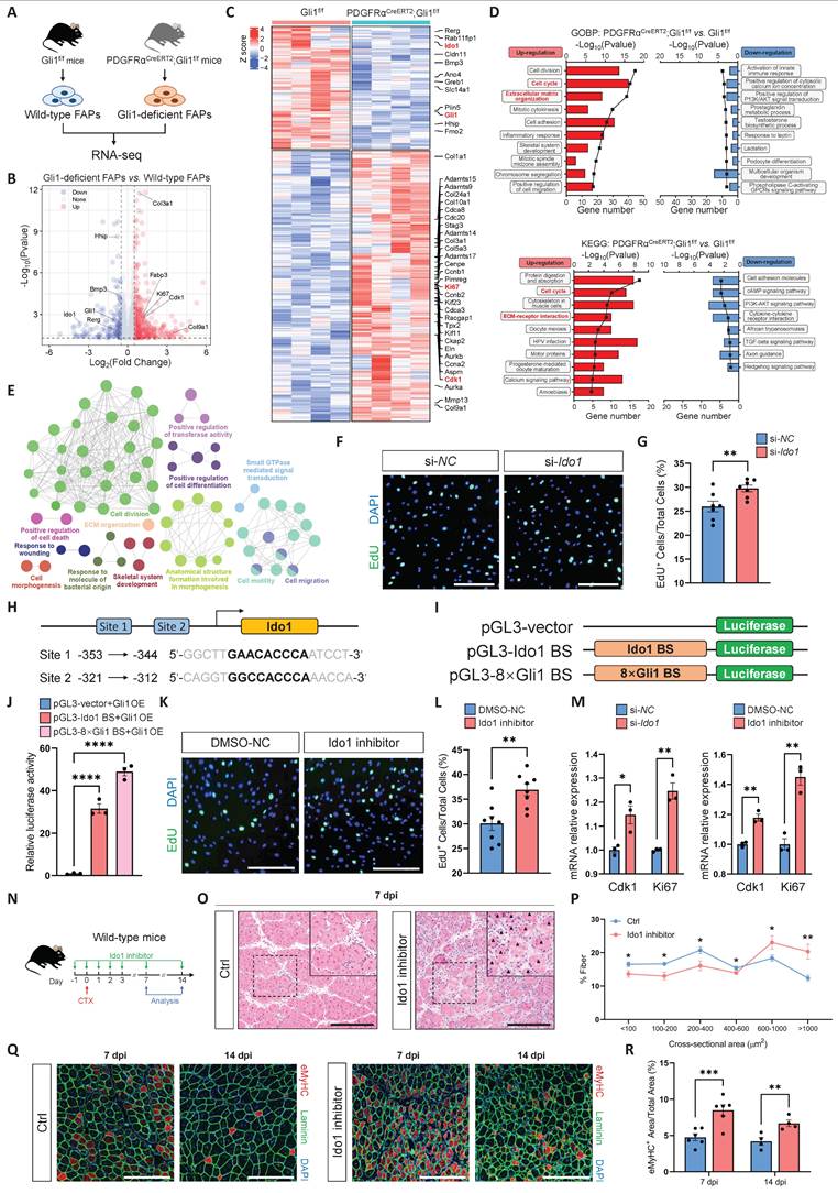 Int J Biol Sci Image