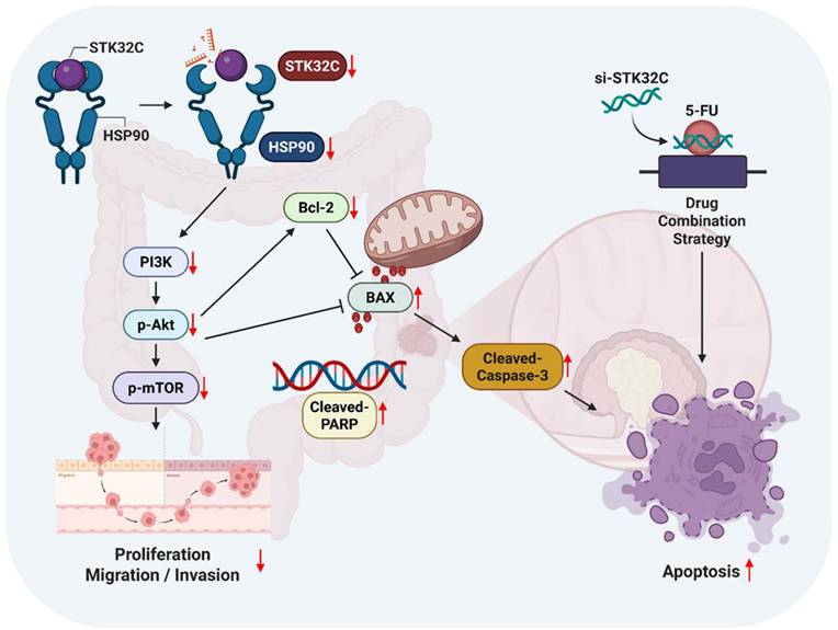 Int J Biol Sci Image