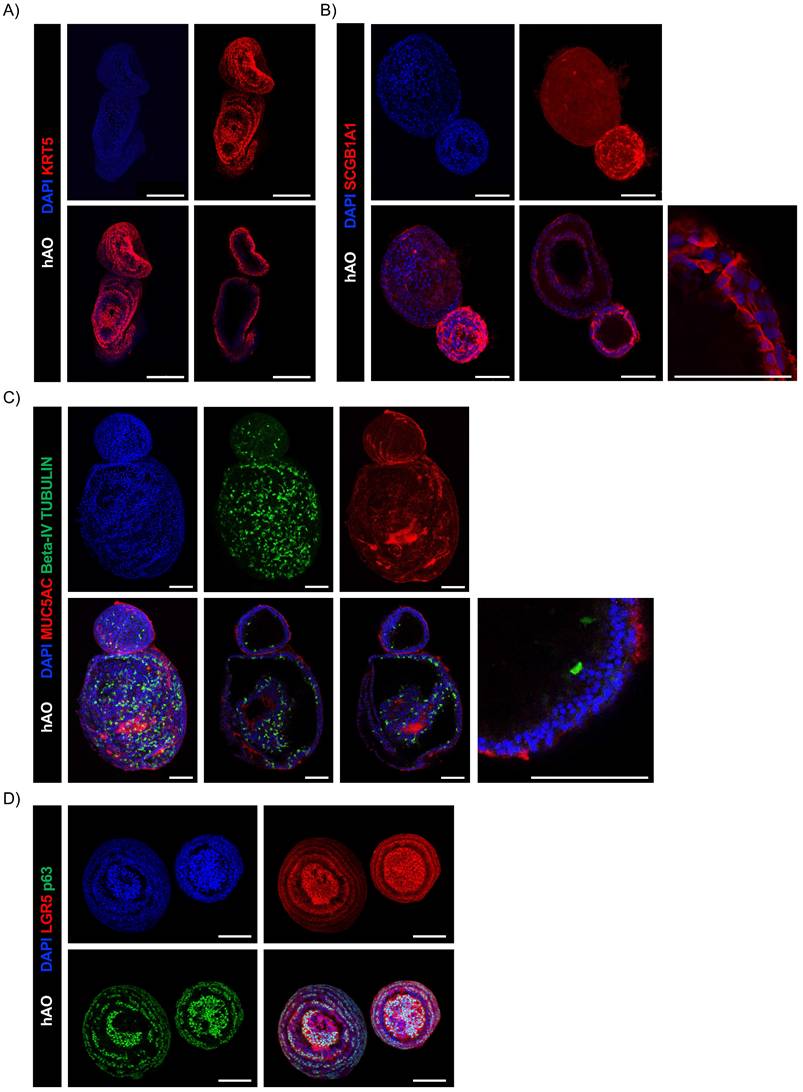 Int J Biol Sci Image