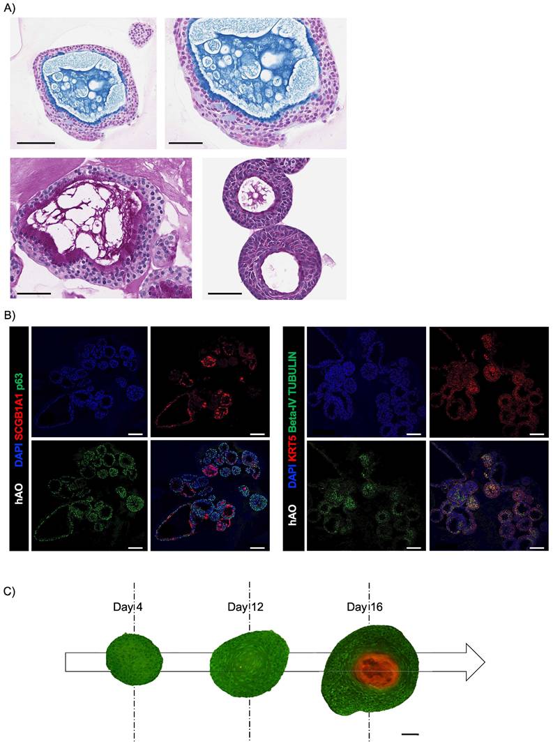 Int J Biol Sci Image