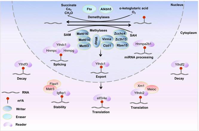 Int J Biol Sci Image