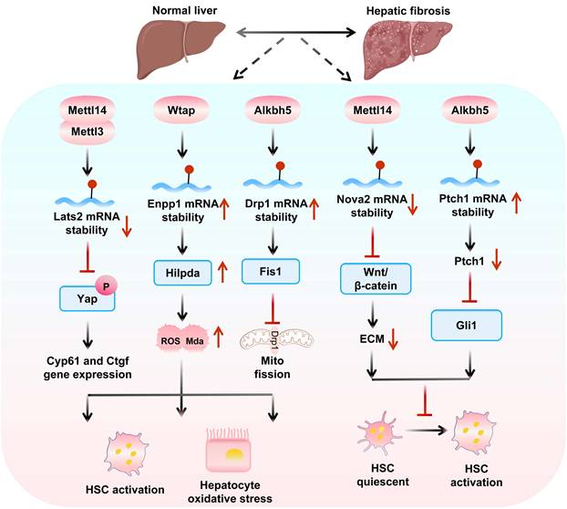 Int J Biol Sci Image