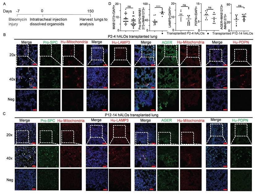 Int J Biol Sci Image