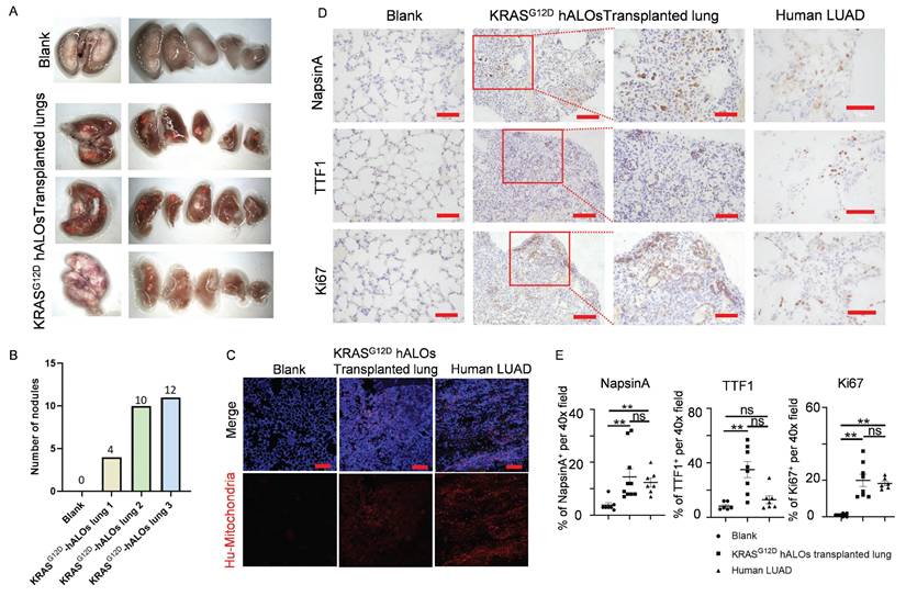Int J Biol Sci Image