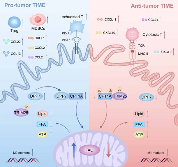 Int J Biol Sci Image