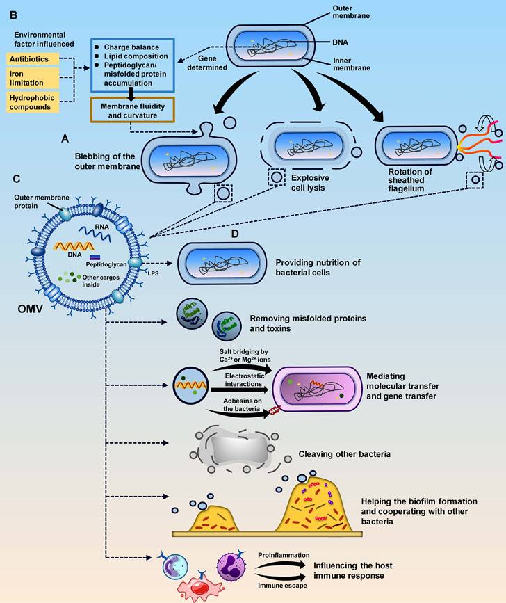 Int J Biol Sci Image