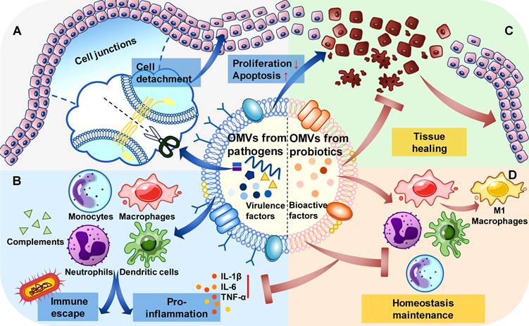 Int J Biol Sci Image