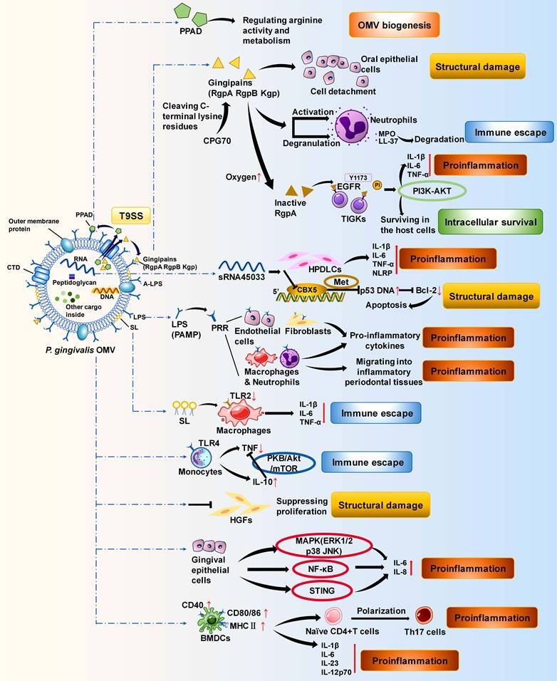 Int J Biol Sci Image