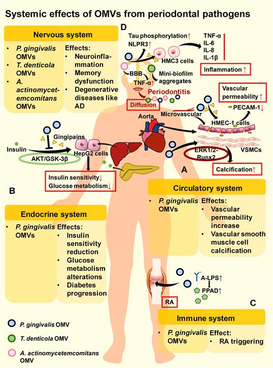 Int J Biol Sci Image